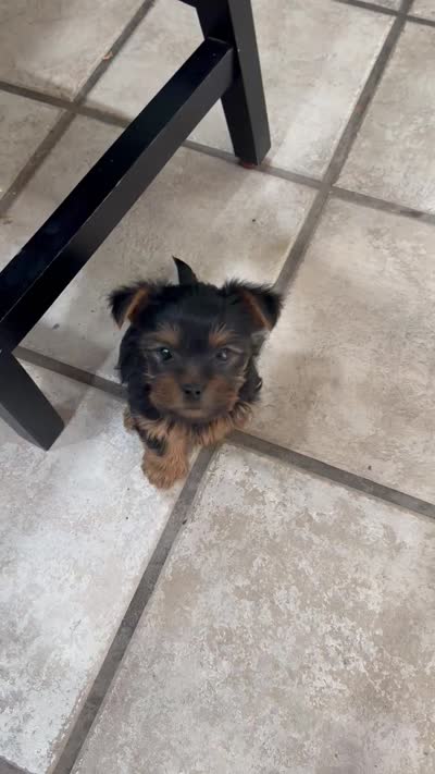 ILO, a male Yorkshire Terrier for sale in Stockton, CA – 2 of 2
