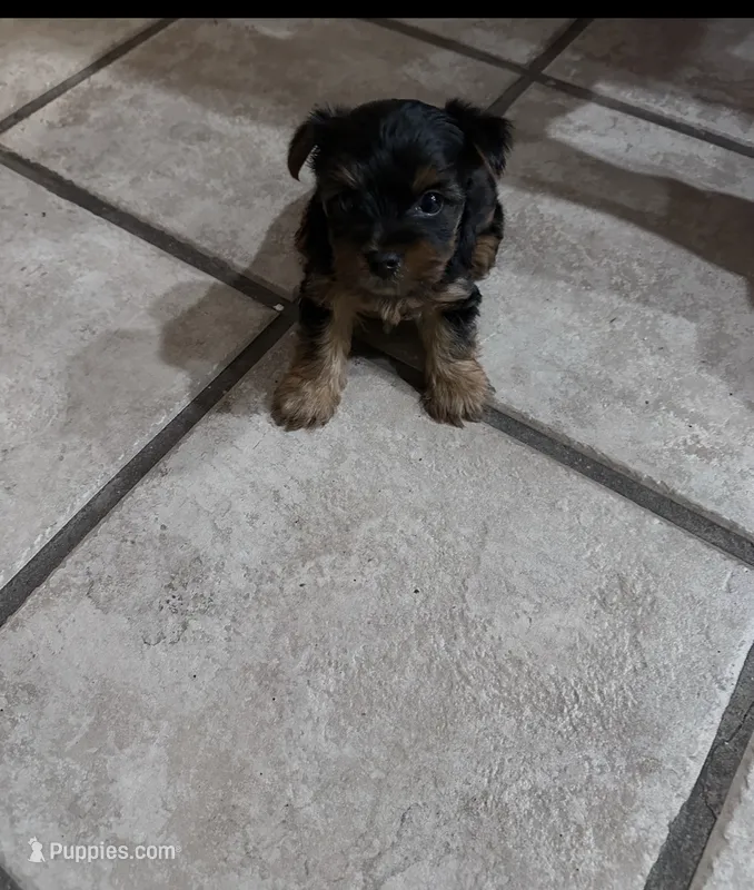 ILO – Yorkshire Terrier puppy for sale in Stockton, CA