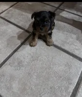 ILO, a male Yorkshire Terrier for sale in Stockton, CA – 1 of 2
