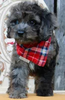 Coby, a male Cockapoo for sale in Greenbrier, AR – 3 of 5