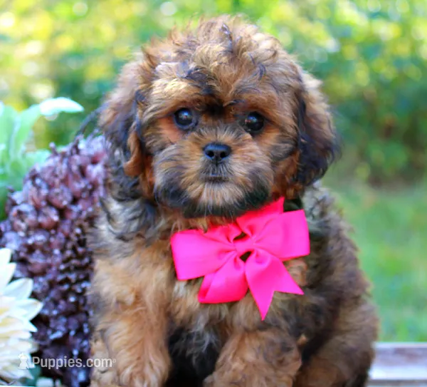 Blossom – Shihpoo puppy for sale in Greenbrier, AR