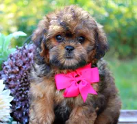 Blossom, a female Shihpoo for sale in Greenbrier, AR – 1 of 3