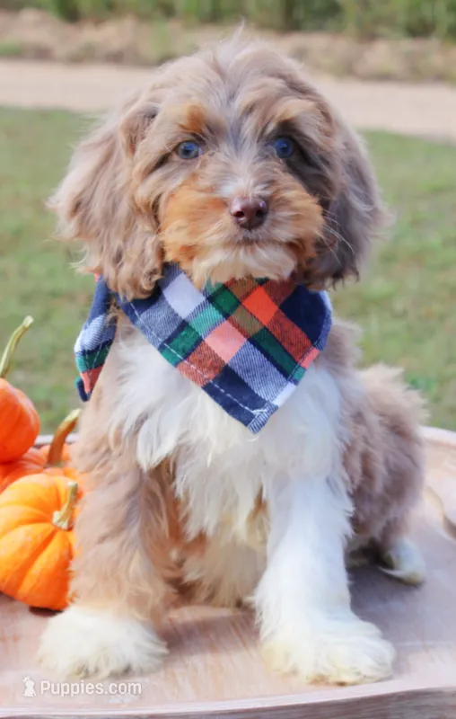 Rolo – Cockapoo puppy for sale in Greenbrier, AR