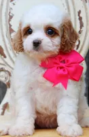 Posie, a female Cavapoo for sale in Greenbrier, AR – 2 of 4
