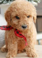 Toffee, a male Goldendoodle for sale in Greenbrier, AR – 3 of 3