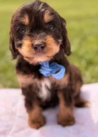 Kik Chocolate Tri Cavapoo, a male Cavapoo for sale in Greenbrier, AR – Photo 2 of 2