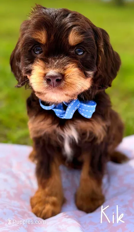 Kik Chocolate Tri Cavapoo – Cavapoo puppy for sale in Greenbrier, AR
