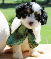 Abby, a female Cavapoo for sale in Greenbrier, AR – 3 of 5