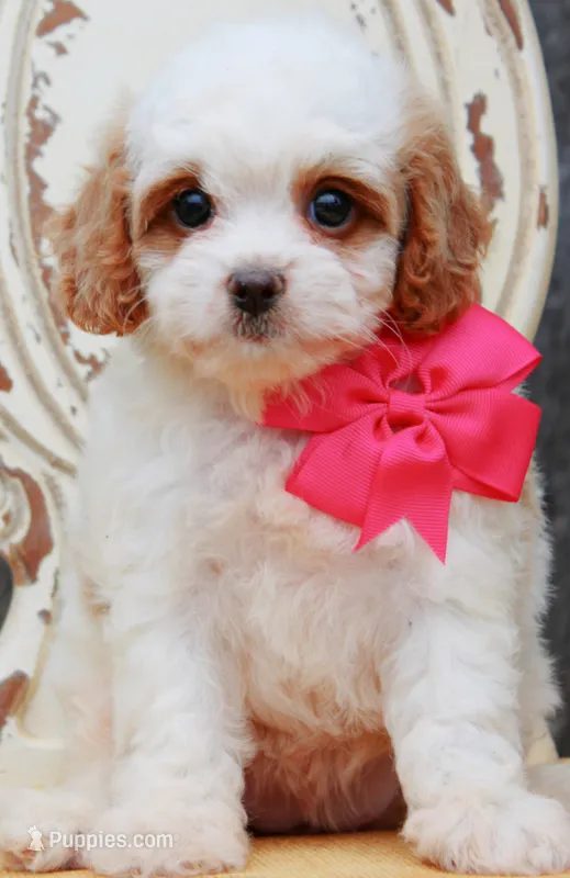 Posie – Cavapoo puppy for sale in Greenbrier, AR