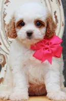 Posie, a female Cavapoo for sale in Greenbrier, AR – 1 of 4