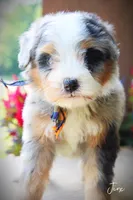 Jinx, a male Miniature Bernedoodle for sale in Greenbrier, AR – 2 of 2