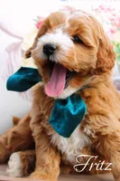 Fritz, a male Miniature Goldendoodle for sale in Greenbrier, AR – Photo 1 of 3