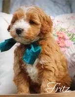 Fritz, a male Miniature Goldendoodle for sale in Greenbrier, AR – Photo 2 of 3