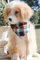 Cider, a male Miniature Bernedoodle for sale in Greenbrier, AR – 3 of 4