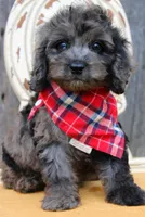 Coby, a male Cockapoo for sale in Greenbrier, AR – 2 of 5