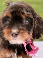 Lauren Chocolate Tri Cavapoo , a female Cavapoo for sale in Greenbrier, AR – Photo 2 of 2