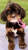 Lauren Chocolate Tri Cavapoo , a female Cavapoo for sale in Greenbrier, AR – Photo 1 of 2