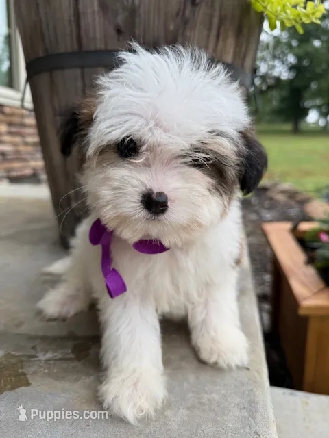 Mage – Miniature Bernedoodle puppy for sale in Greenbrier, AR
