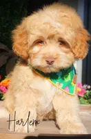 Harlem, a male Cockapoo for sale in Greenbrier, AR – Photo 2 of 2