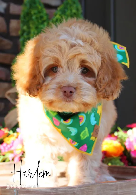 Harlem – Cockapoo puppy for sale in Greenbrier, AR