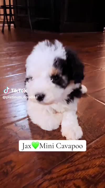 Jax, a male Cavapoo for sale in Greenbrier, AR – 5 of 5
