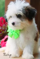 Mage, a female Miniature Bernedoodle for sale in Greenbrier, AR – 2 of 3