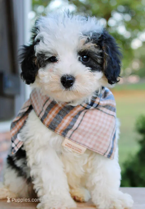 Jax – Cavapoo puppy for sale in Greenbrier, AR
