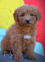Rusty, a male Miniature Goldendoodle for sale in Greenbrier, AR – Photo 2 of 2