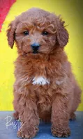 Rusty, a male Miniature Goldendoodle for sale in Greenbrier, AR – Photo 1 of 2