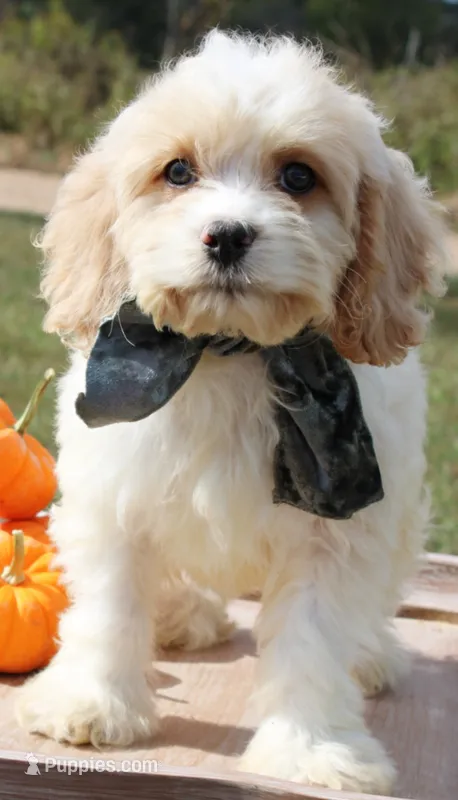 Biscuit – Cockapoo puppy for sale in Greenbrier, AR