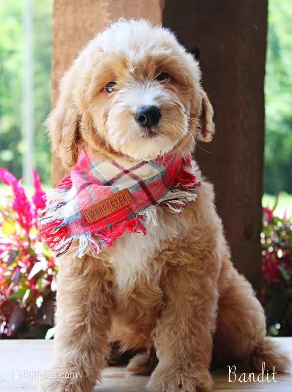 Bandit – Goldendoodle puppy for sale in Greenbrier, AR