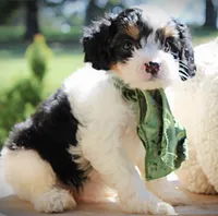Abby, a female Cavapoo for sale in Greenbrier, AR – 4 of 5