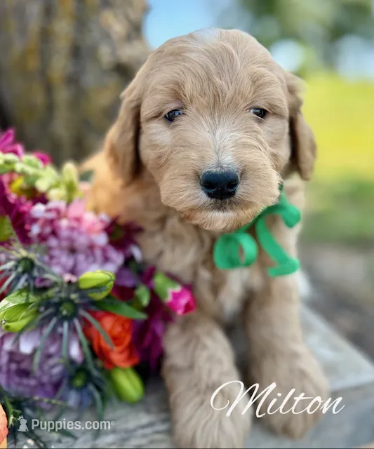 Milton – Goldendoodle puppy for sale in Greenbrier, AR