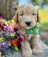 Milton, a male Goldendoodle for sale in Greenbrier, AR – 1 of 2
