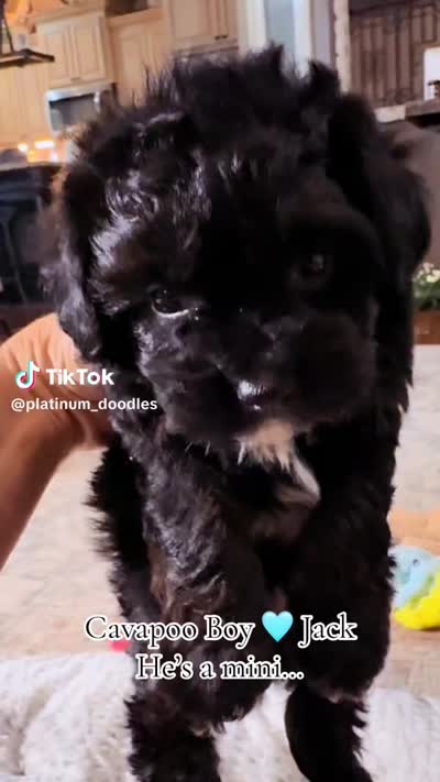 Jack, a male Cavapoo for sale in Greenbrier, AR – 4 of 5