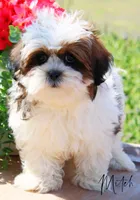 Mitch, a male Shihpoo for sale in Greenbrier, AR – Photo 2 of 2