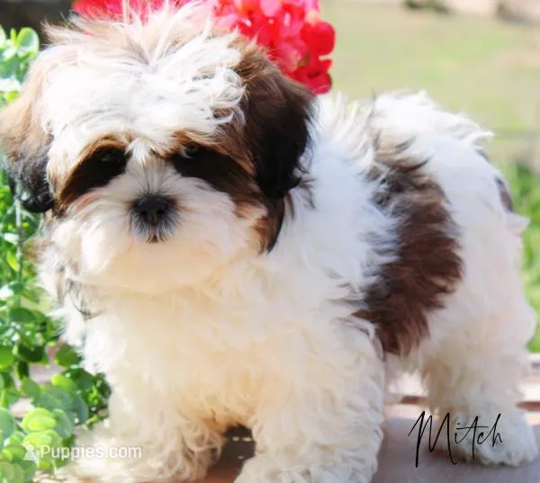 Mitch – Shihpoo puppy for sale in Greenbrier, AR