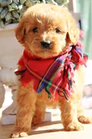 Rigsby, a male Goldendoodle for sale in Greenbrier, AR – 2 of 3