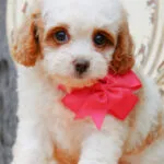 Posie, a female Cavapoo for sale in Greenbrier, AR – 3 of 4