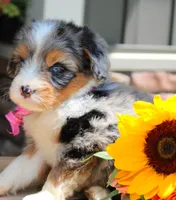 Dimples, a female Miniature Bernedoodle for sale in Greenbrier, AR – 3 of 4