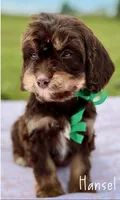 Hansel Chocolate Tri Cavapoo, a male Cavapoo for sale in Greenbrier, AR – Photo 2 of 2