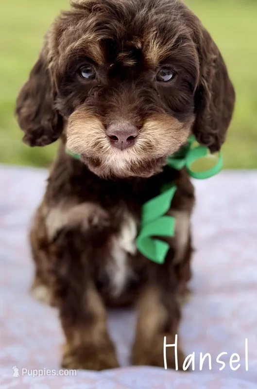 Hansel Chocolate Tri Cavapoo – Cavapoo puppy for sale in Greenbrier, AR