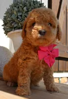 Praline, a female Goldendoodle for sale in Greenbrier, AR – 2 of 3
