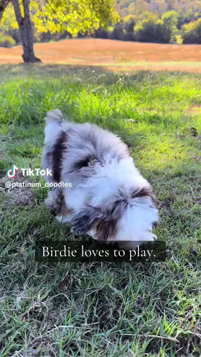 Birdie , a female Miniature Bernedoodle for sale in Greenbrier, AR – 4 of 4
