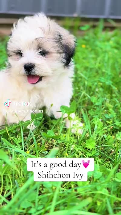 Ivy, a female Shichon for sale in Greenbrier, AR – 3 of 3