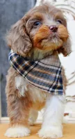 Rolo, a male Cockapoo for sale in Greenbrier, AR – 4 of 4