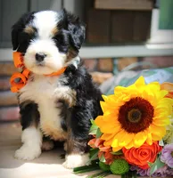 Costco, a male Miniature Bernedoodle for sale in Greenbrier, AR – 2 of 3