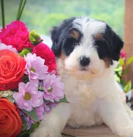 Noodles, a male Miniature Bernedoodle for sale in Greenbrier, AR – 1 of 3