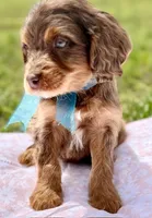 Tag Chocolate Merle Cavapoo, a female Cavapoo for sale in Greenbrier, AR – Photo 2 of 2