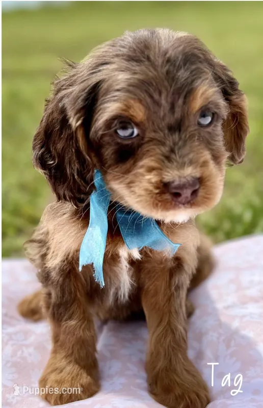Tag Chocolate Merle Cavapoo – Cavapoo puppy for sale in Greenbrier, AR
